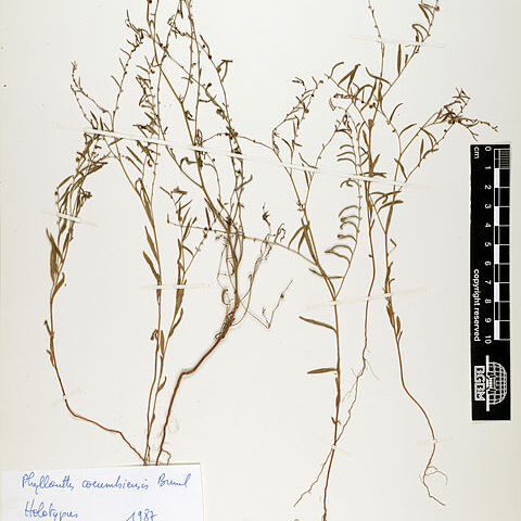 Phyllanthus cocumbiensis unspecified picture