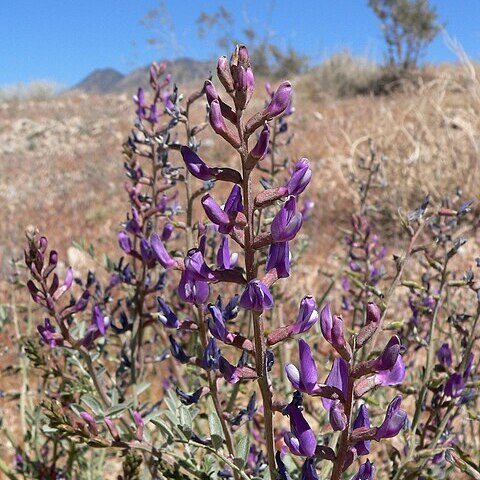 Astragalus lentiginosus var. fremontii unspecified picture