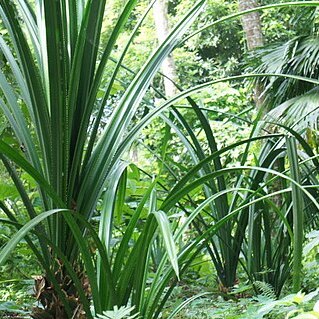 Pandanus simplex unspecified picture