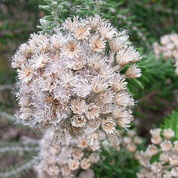 Ozothamnus costatifructus unspecified picture