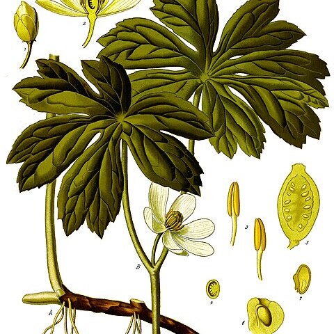 Podophyllum unspecified picture