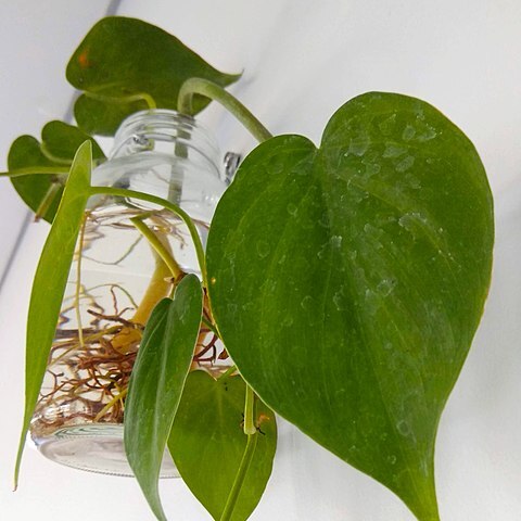 Philodendron cordatum unspecified picture