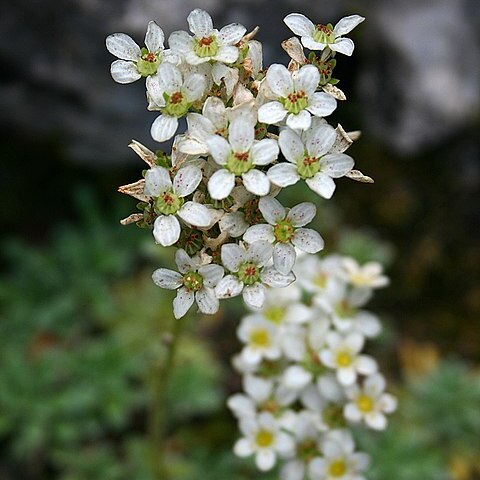 Saxifraga hostii subsp. rhaetica unspecified picture