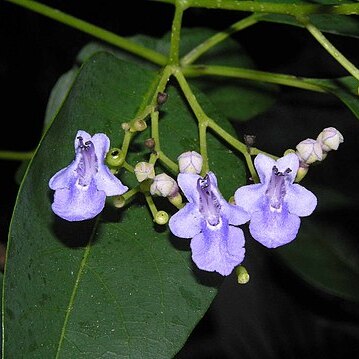 Vitex tripinnata unspecified picture