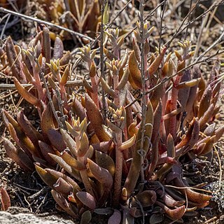 Dudleya parva unspecified picture