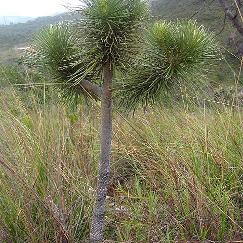 Lychnophora ericoides unspecified picture