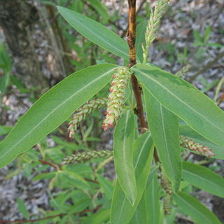 Salix arbutifolia unspecified picture