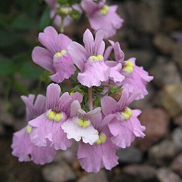 Nemesia denticulata unspecified picture