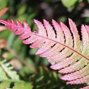 Blechnum medium unspecified picture