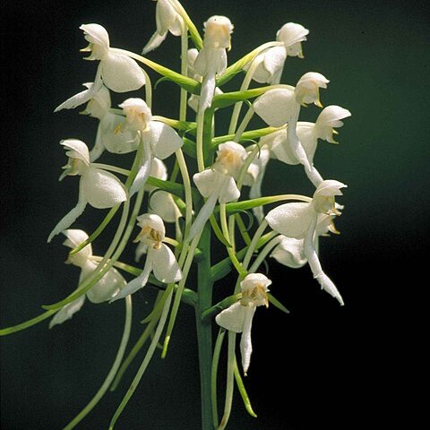 Platanthera integrilabia unspecified picture