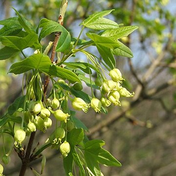 Acer monspessulanum subsp. turcomanicum unspecified picture