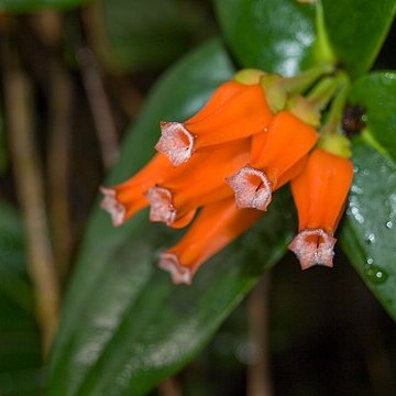 Macleania cordifolia unspecified picture