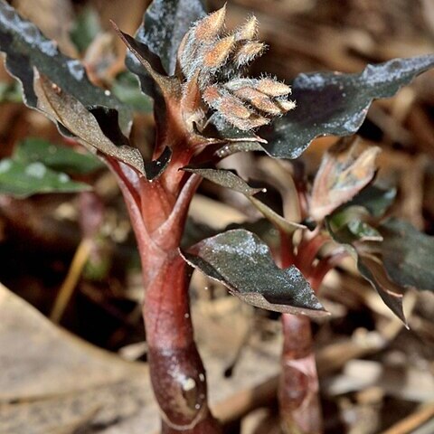 Cheirostylis tortilacinia unspecified picture