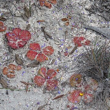 Drosera erythrorhiza unspecified picture