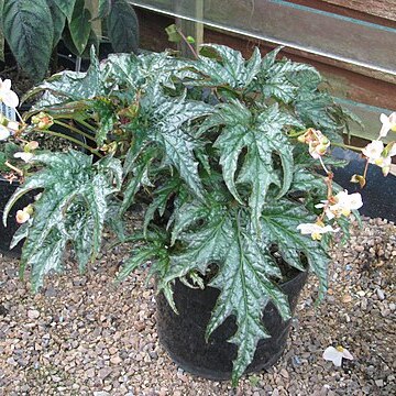 Begonia sikkimensis unspecified picture