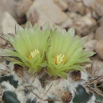 Coryphantha elephantidens subsp. bumamma unspecified picture