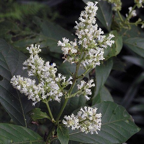 Wendlandia uvariifolia unspecified picture