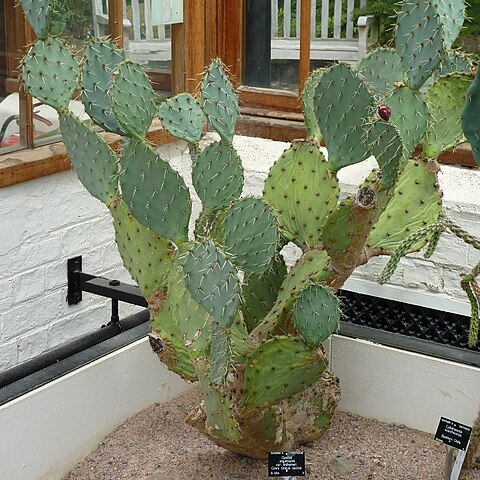 Opuntia engelmannii var. lindheimeri unspecified picture