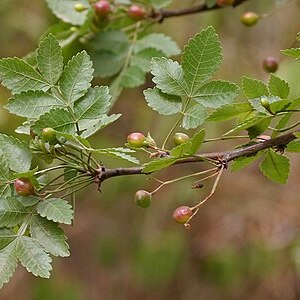 Bursera penicillata unspecified picture