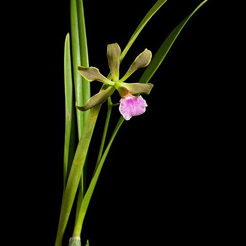 Encyclia pauciflora unspecified picture