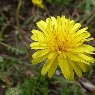 Taraxacum lacistophyllum unspecified picture