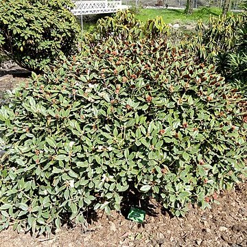 Rhododendron watsonii unspecified picture