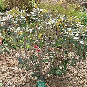 Rhododendron haematodes subsp. chaetomallum unspecified picture