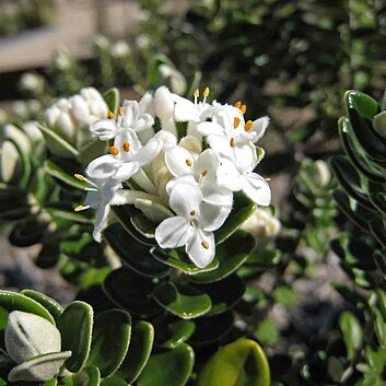 Pimelea nivea unspecified picture