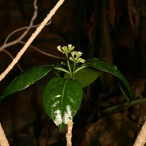 Grevea madagascariensis unspecified picture