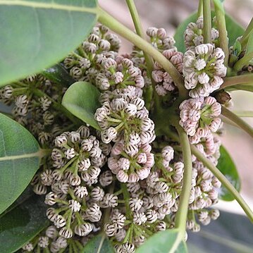 Daphniphyllum calycinum unspecified picture