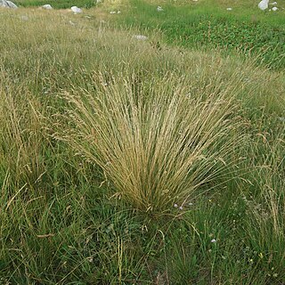 Festuca bosniaca unspecified picture