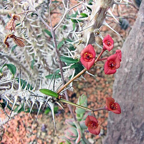 Euphorbia delphinensis unspecified picture