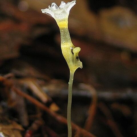 Gymnosiphon bekensis unspecified picture