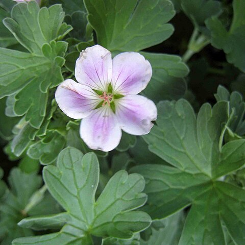 Geranium traversii unspecified picture