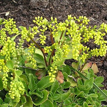 Chiastophyllum oppositifolium unspecified picture