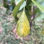 Bolusanthus speciosus leaf picture by Ingrid Bolton (cc-by-sa)