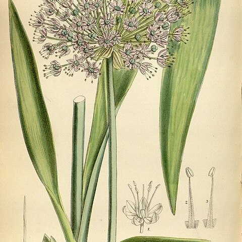 Allium macleanii unspecified picture