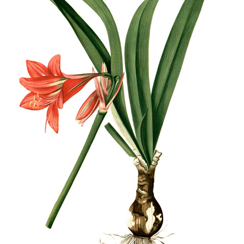 Hippeastrum miniatum unspecified picture