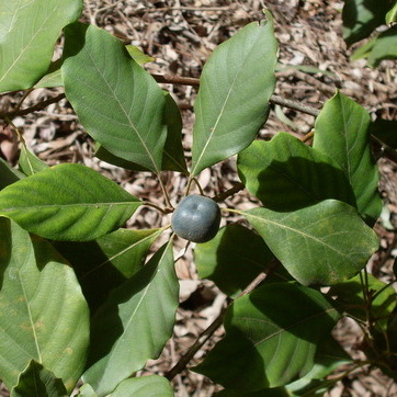 Elaeocarpus sedentarius unspecified picture