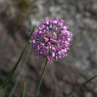 Allium sacculiferum unspecified picture