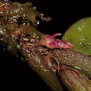 Bulbophyllum tortuosum unspecified picture