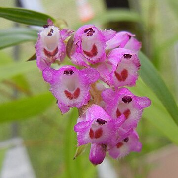 Elleanthus amethystinus unspecified picture