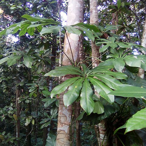 Anthurium palmatum unspecified picture