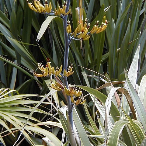 Phormium colensoi unspecified picture