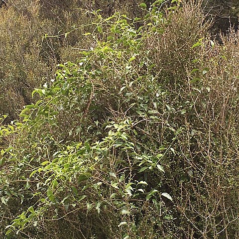 Passiflora tetrandra unspecified picture