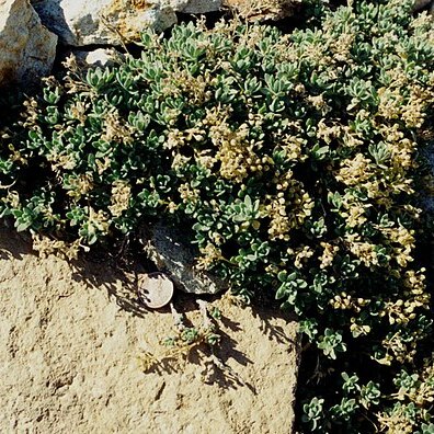 Draba ramulosa unspecified picture