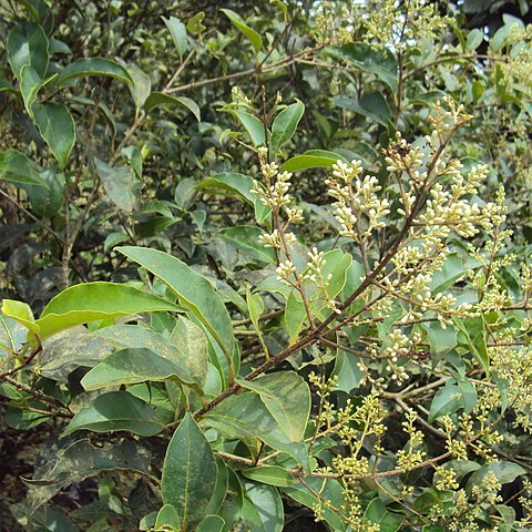 Ligustrum robustum unspecified picture