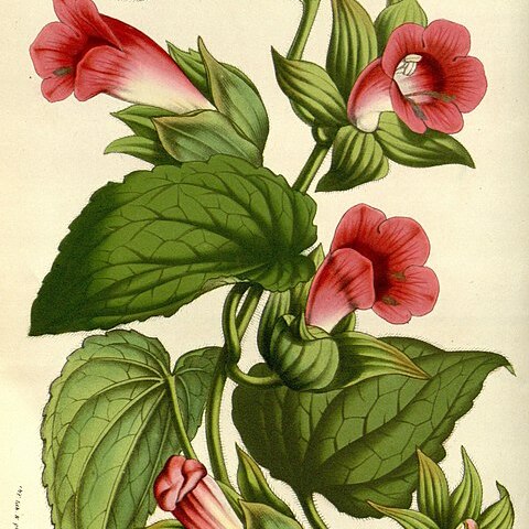 Lophospermum scandens unspecified picture