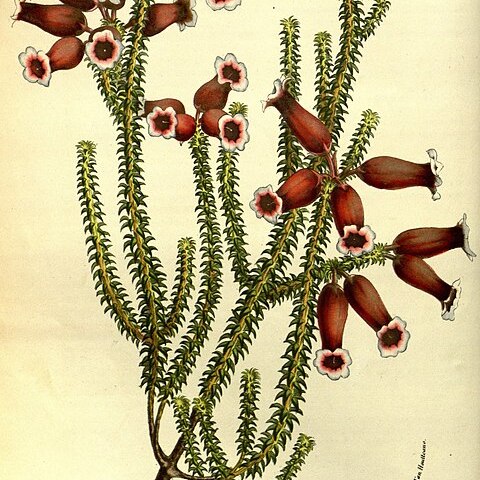 Erica aristata unspecified picture