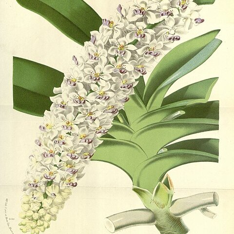 Rhynchostylis gigantea subsp. gigantea unspecified picture